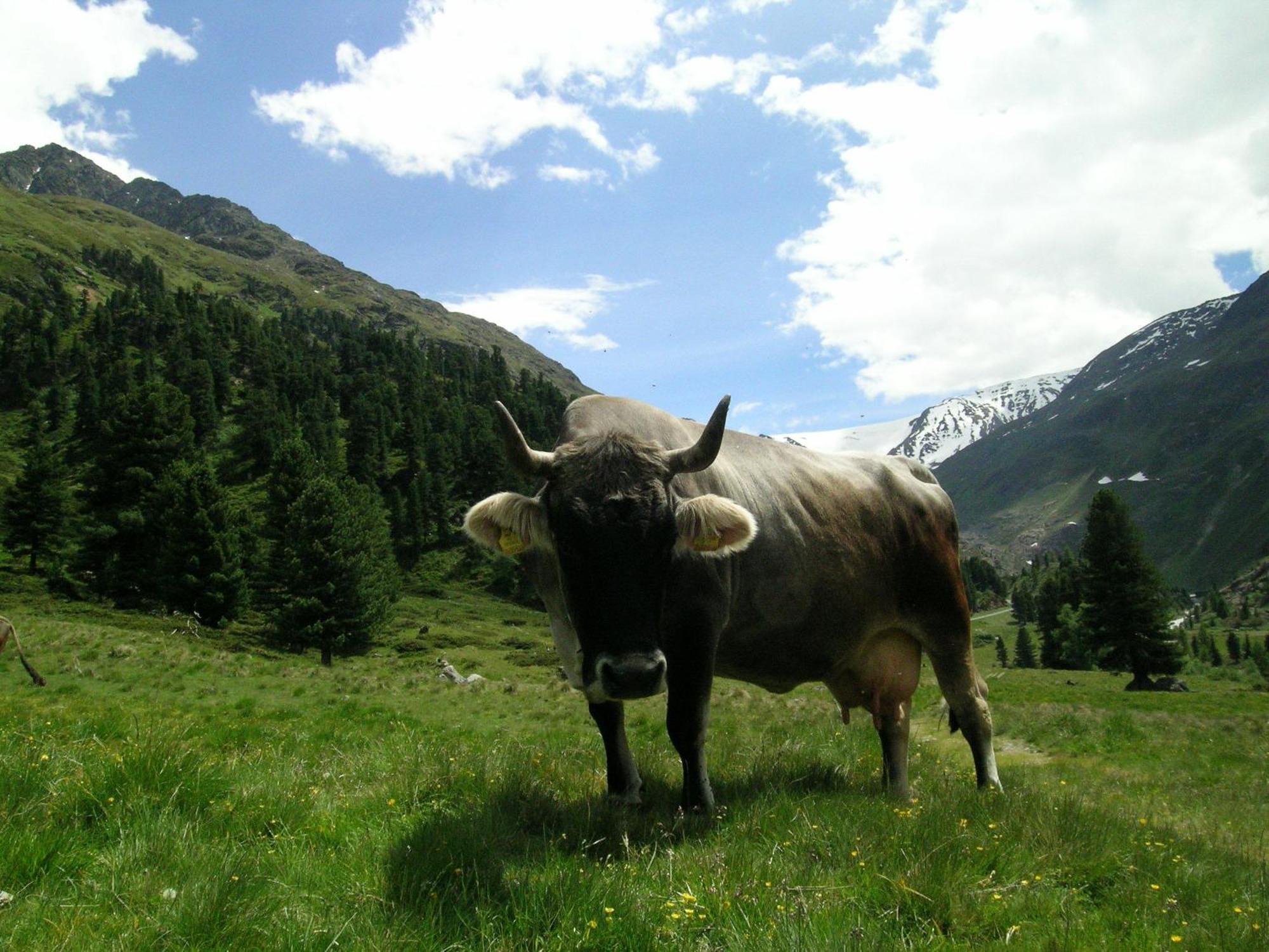 Apart Dorfbaeck Kaunertal Exteriér fotografie